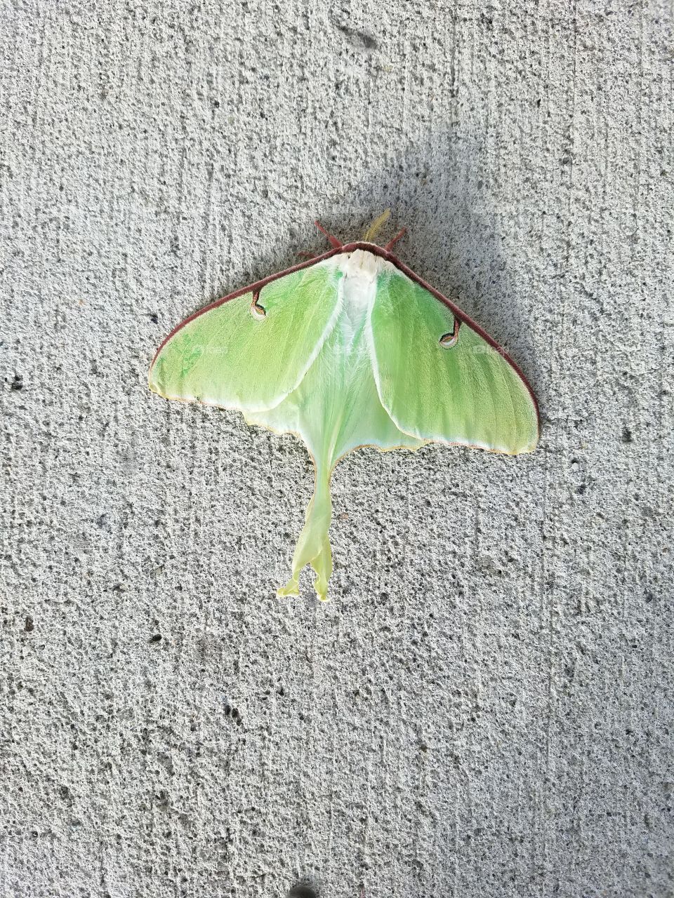 pretty green moth