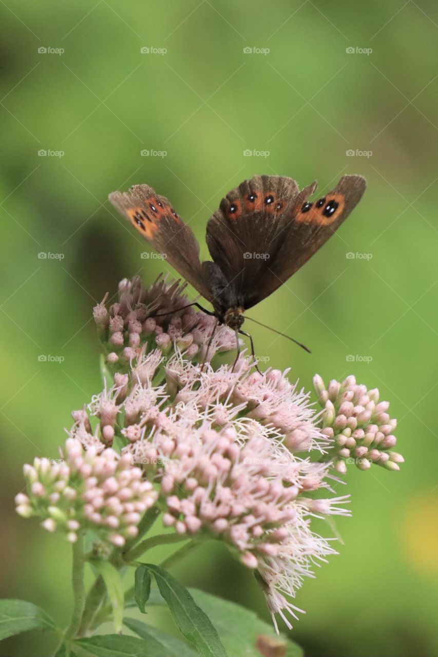 Ein graubindiger Mohrenfalter ruht still auf dem zarten Blütenstand des Wasserdosts.