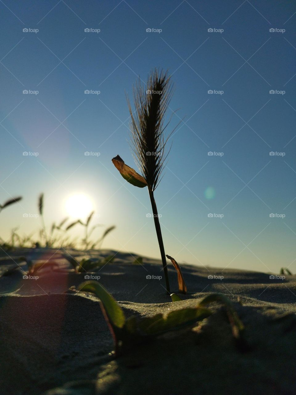 Plant and Sunrise