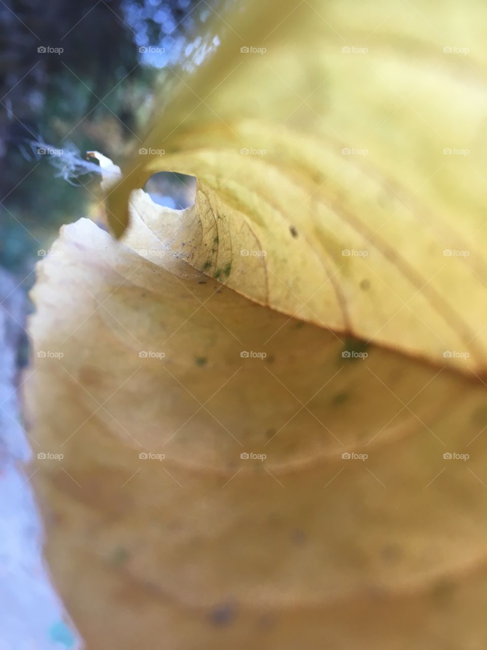 Macro perspective of a leaf