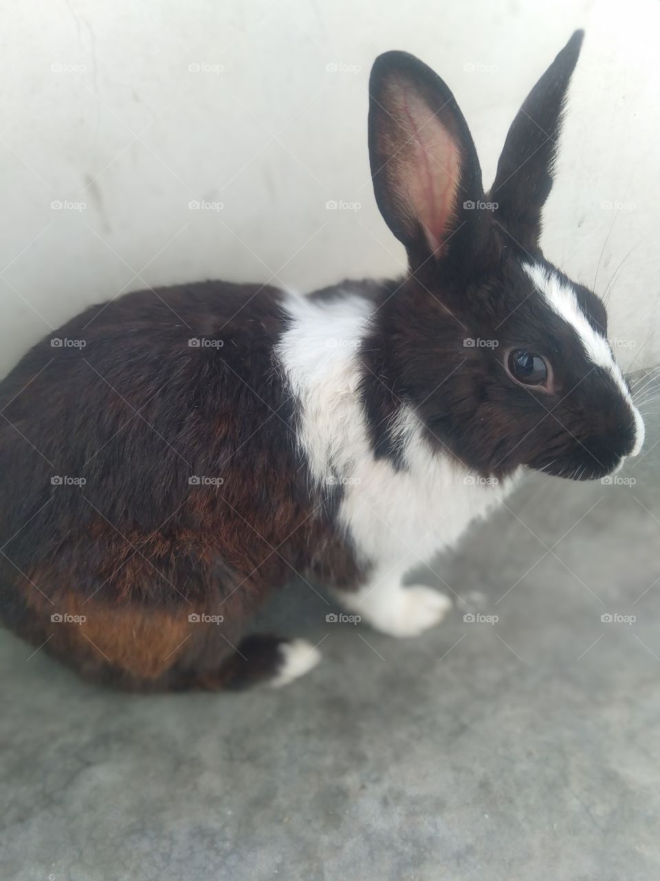 rabbit Seated black and white haired with beautiful calm nature