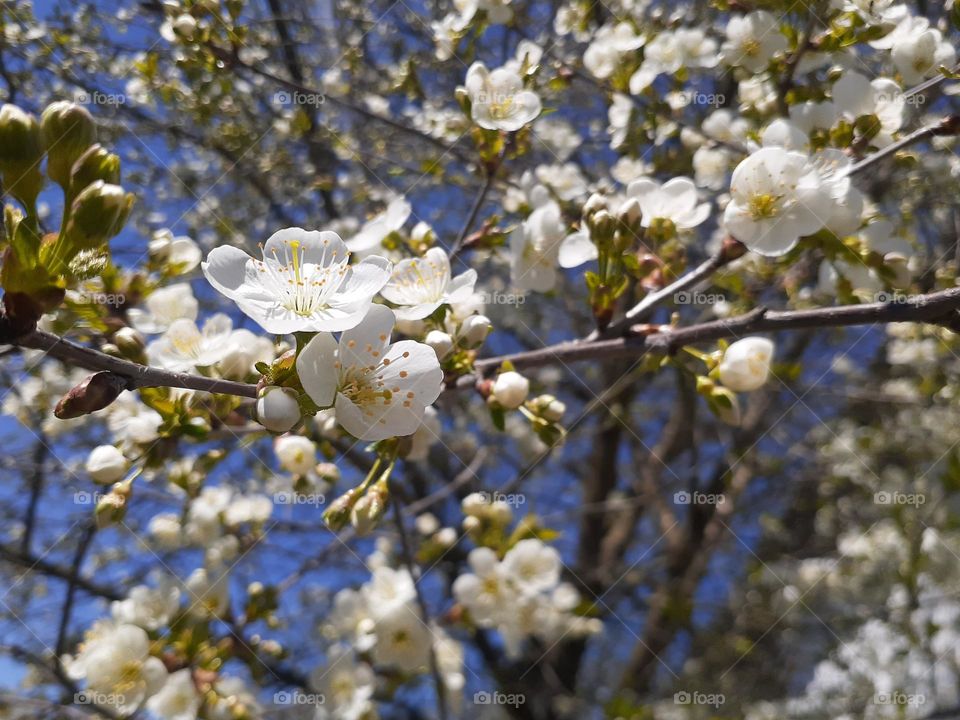 white buds of cherry blossom flowers in spring against a blue sky background