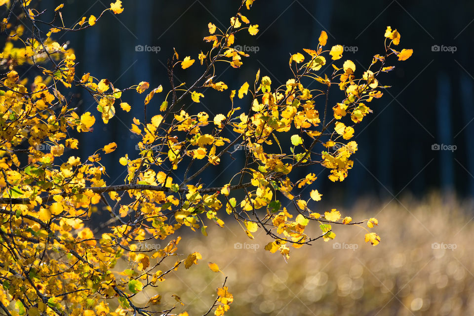Backlit Autumn foliage in golden light at beginning of October 2016 in Espoo, Finland. Colorful mostly yellow Aspen leaves at the sunset time by the Baltic Sea with the darker forest on the background.