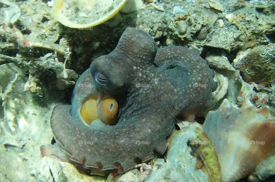 Common Octopus At The Blue Heron Bridge in West Palm Beach