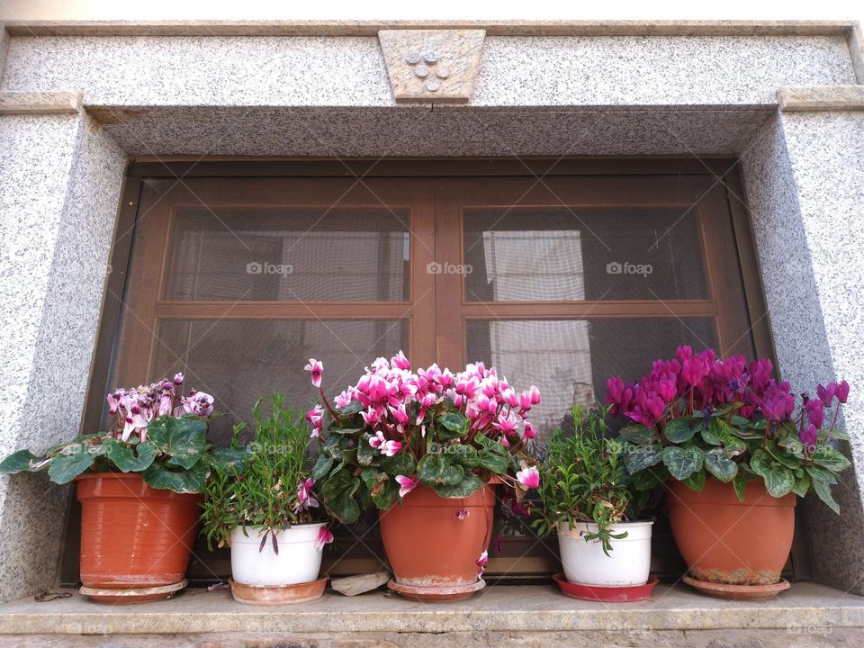 A window withflower pot