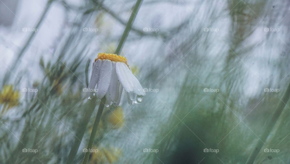 chamomile flowers after summer rain