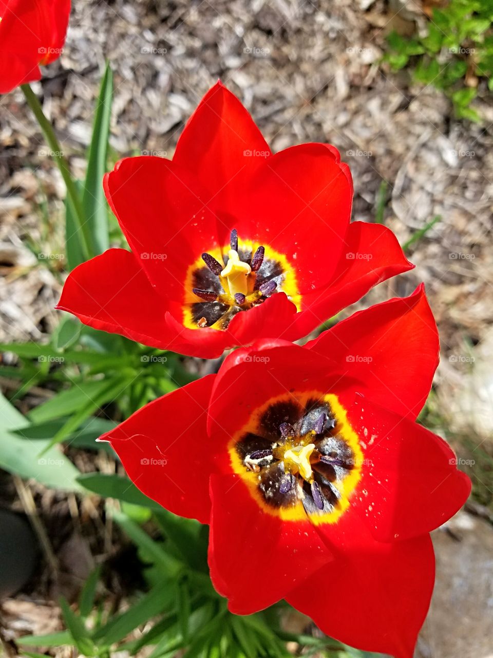 blooming red tulips
