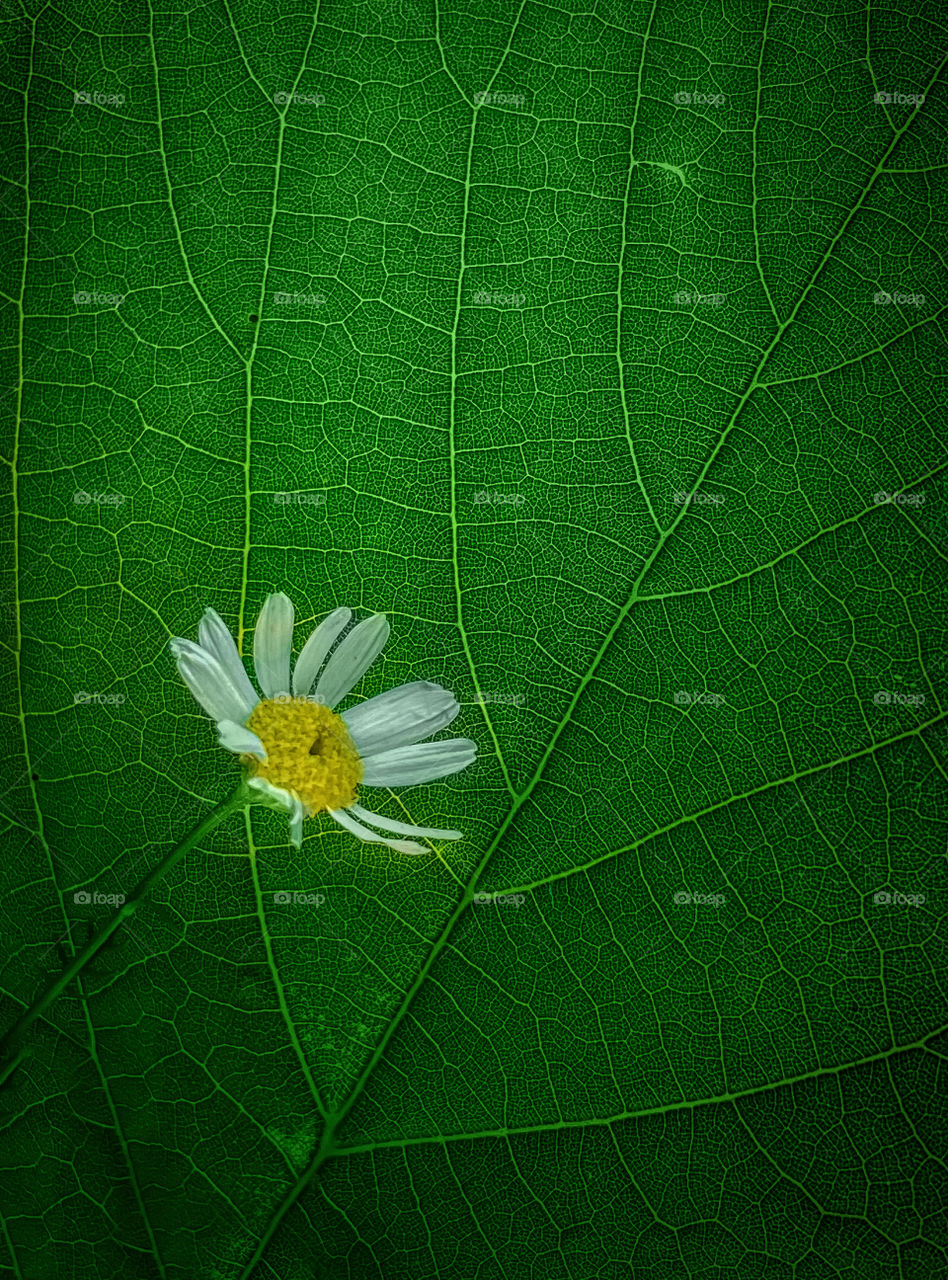 Macro green leaf and plant shadow 