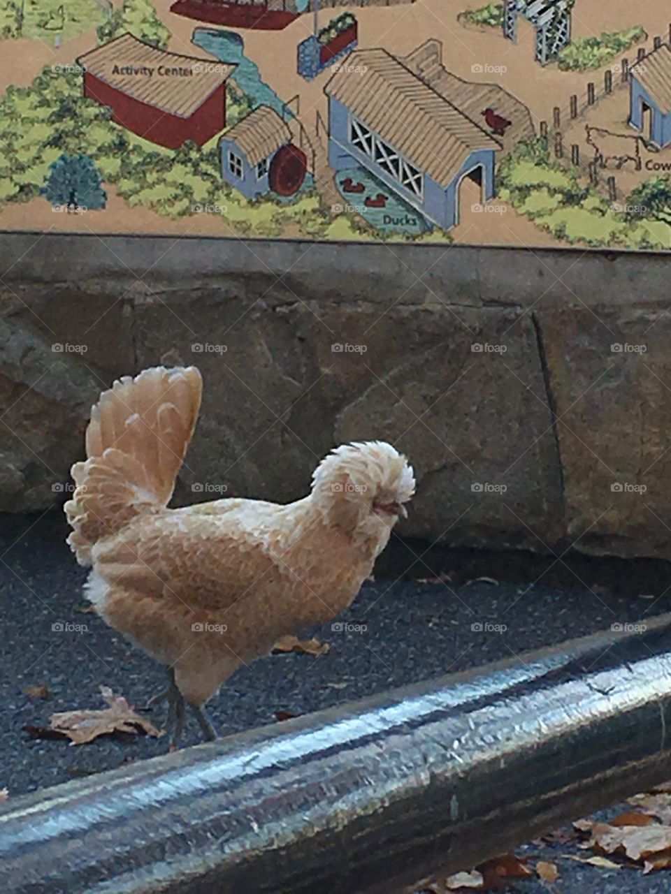 Oh chicken 2