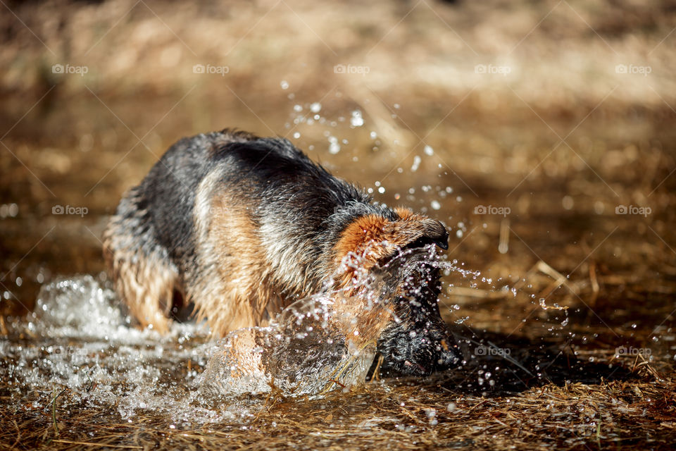 German shepherd dog outdoor spring pond