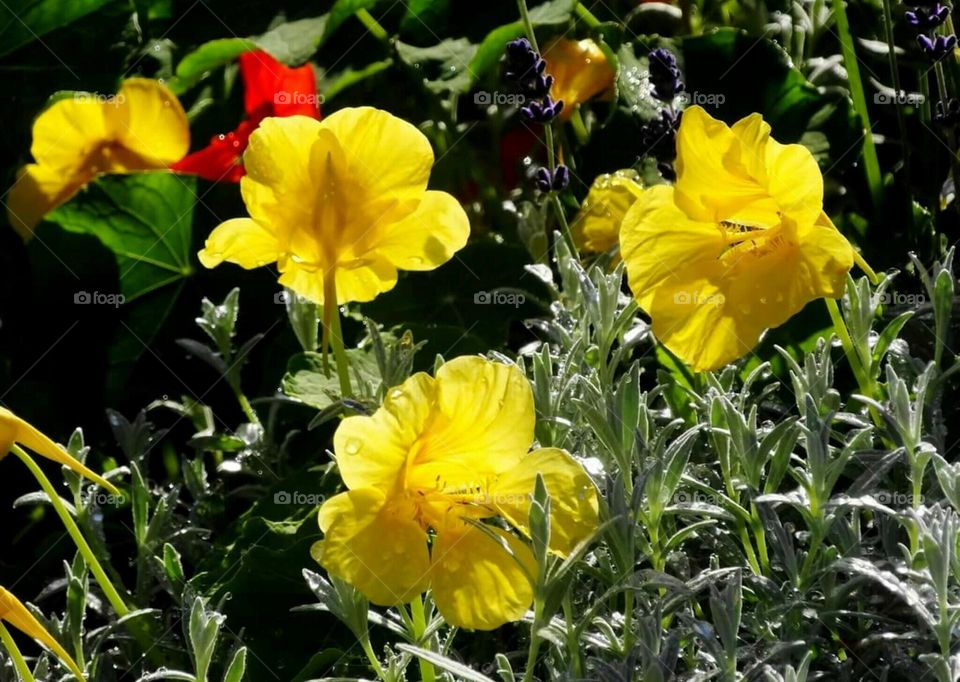 Yellow flowers Close-up