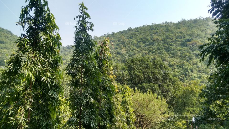 Greenery at Hill Top