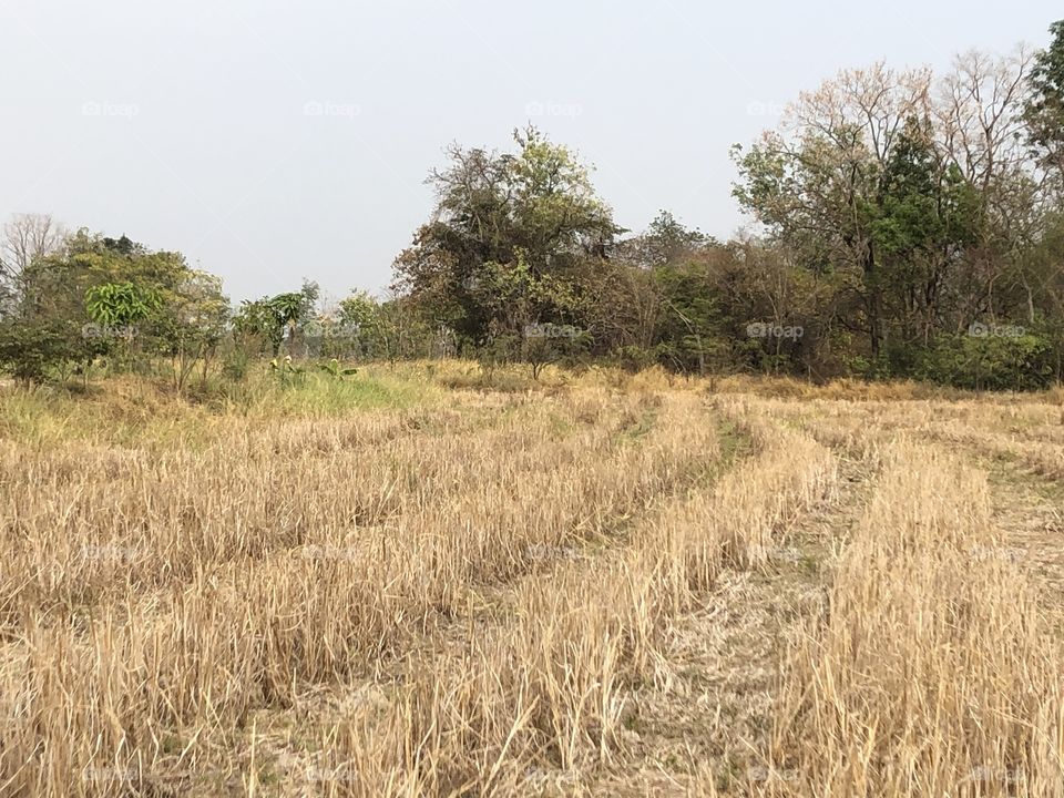 The stories of the nature, Countryside ( Thailand)