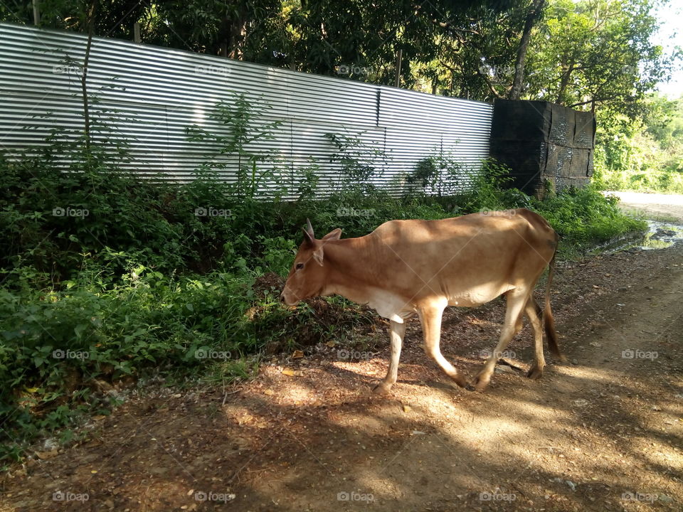 cow