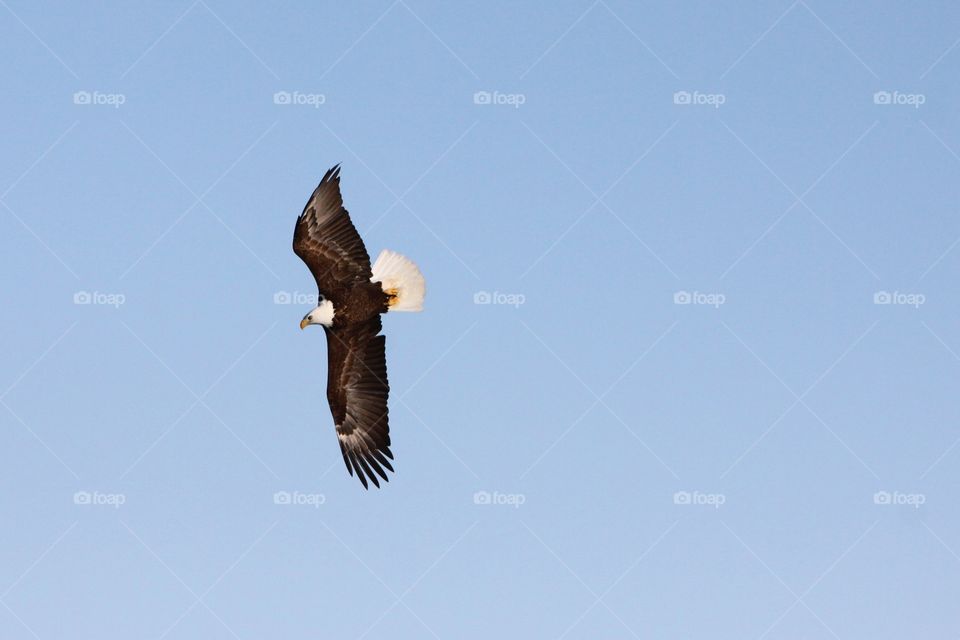 Soaring Bald Eagle Against Clear Blue Sky (no clouds)