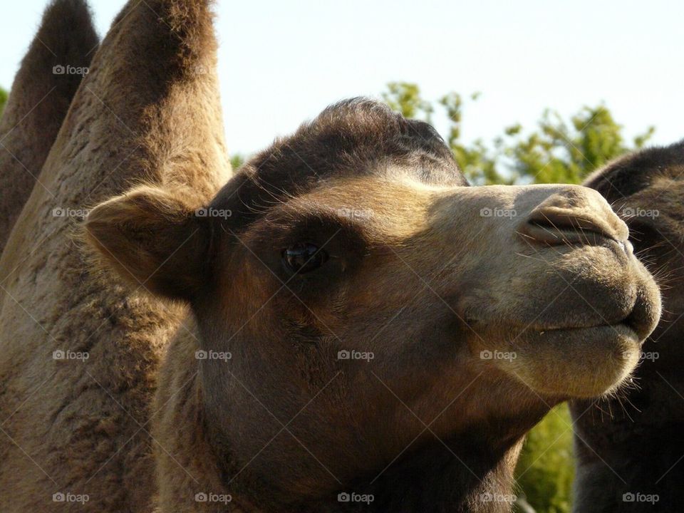 Camel face