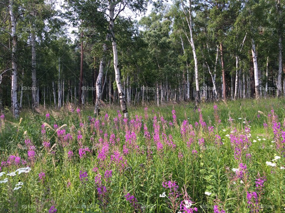 Russia Forest