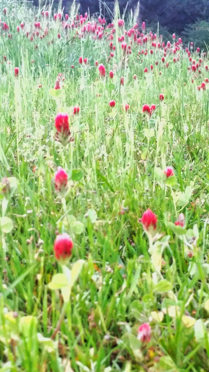 red clover in meadow