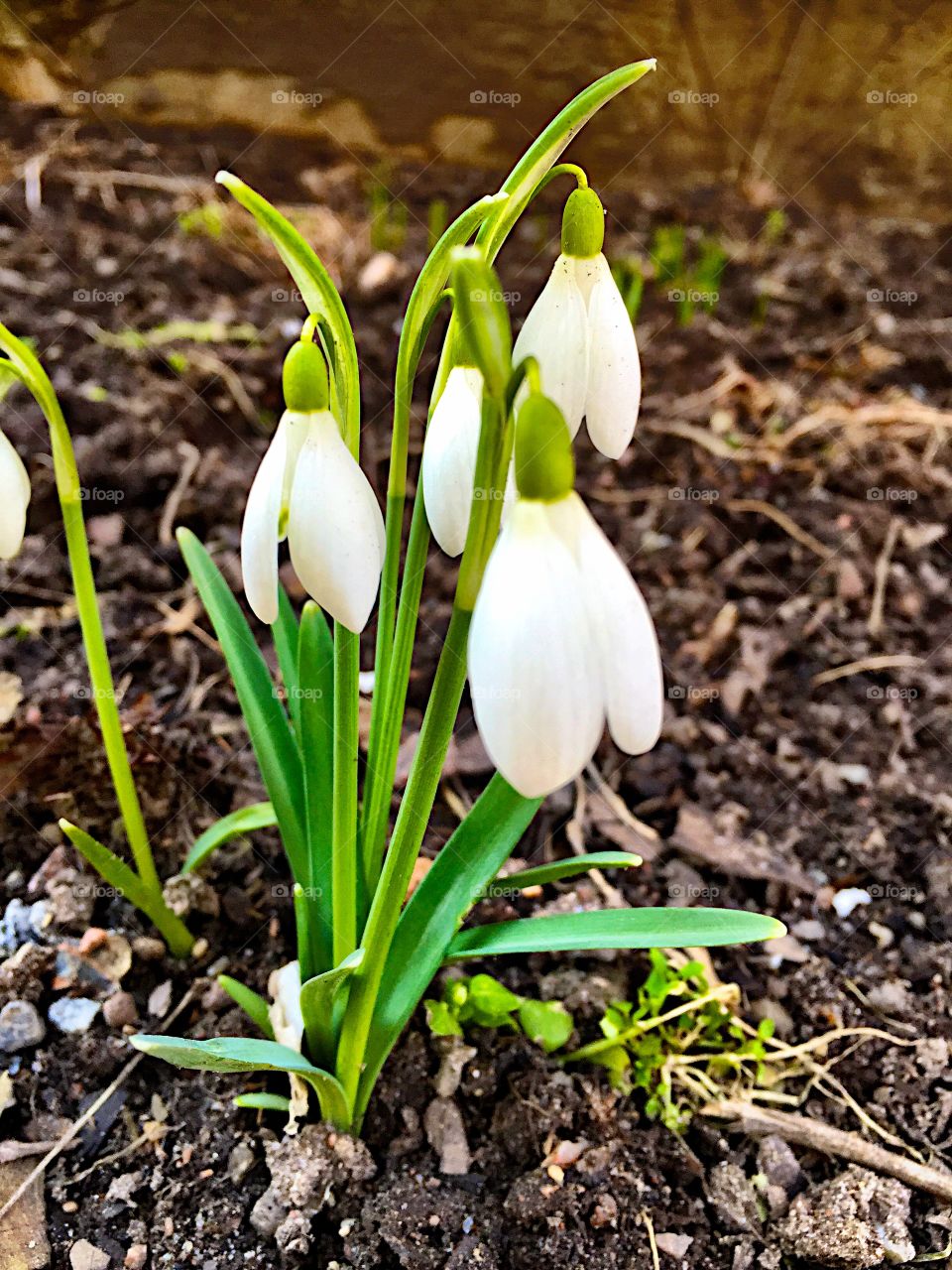 Spring flower! 