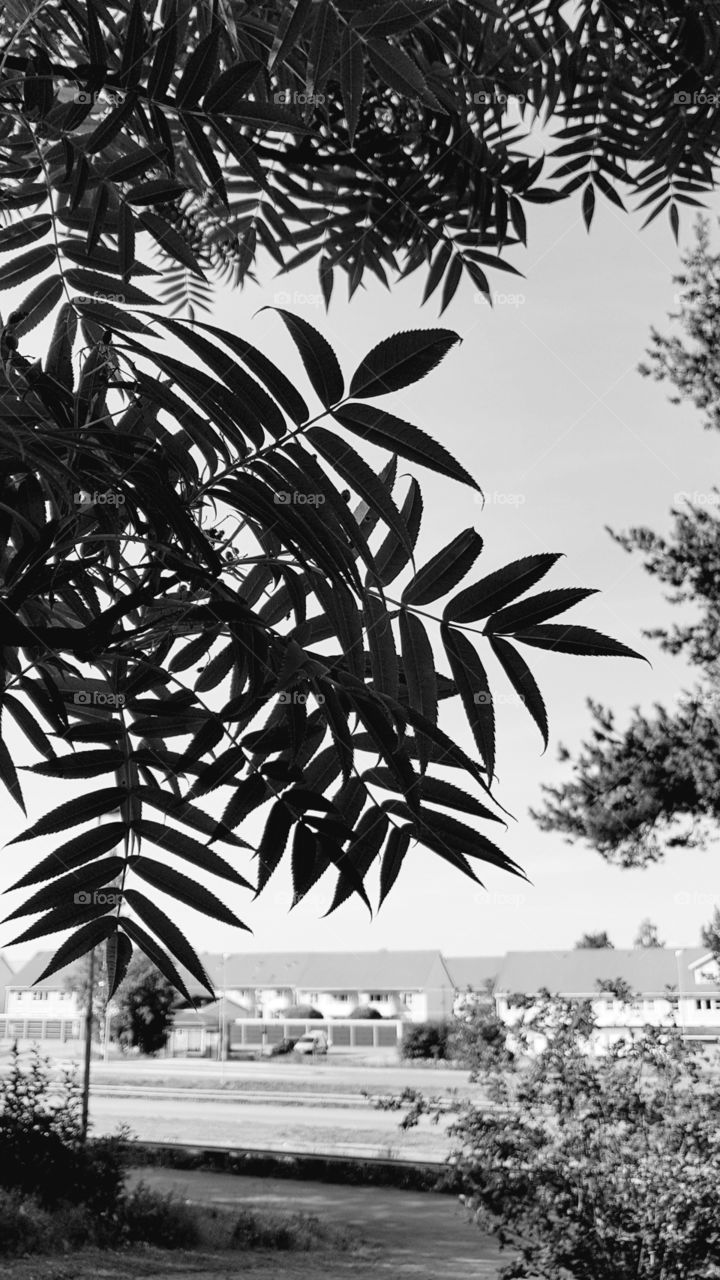 black and white leaf