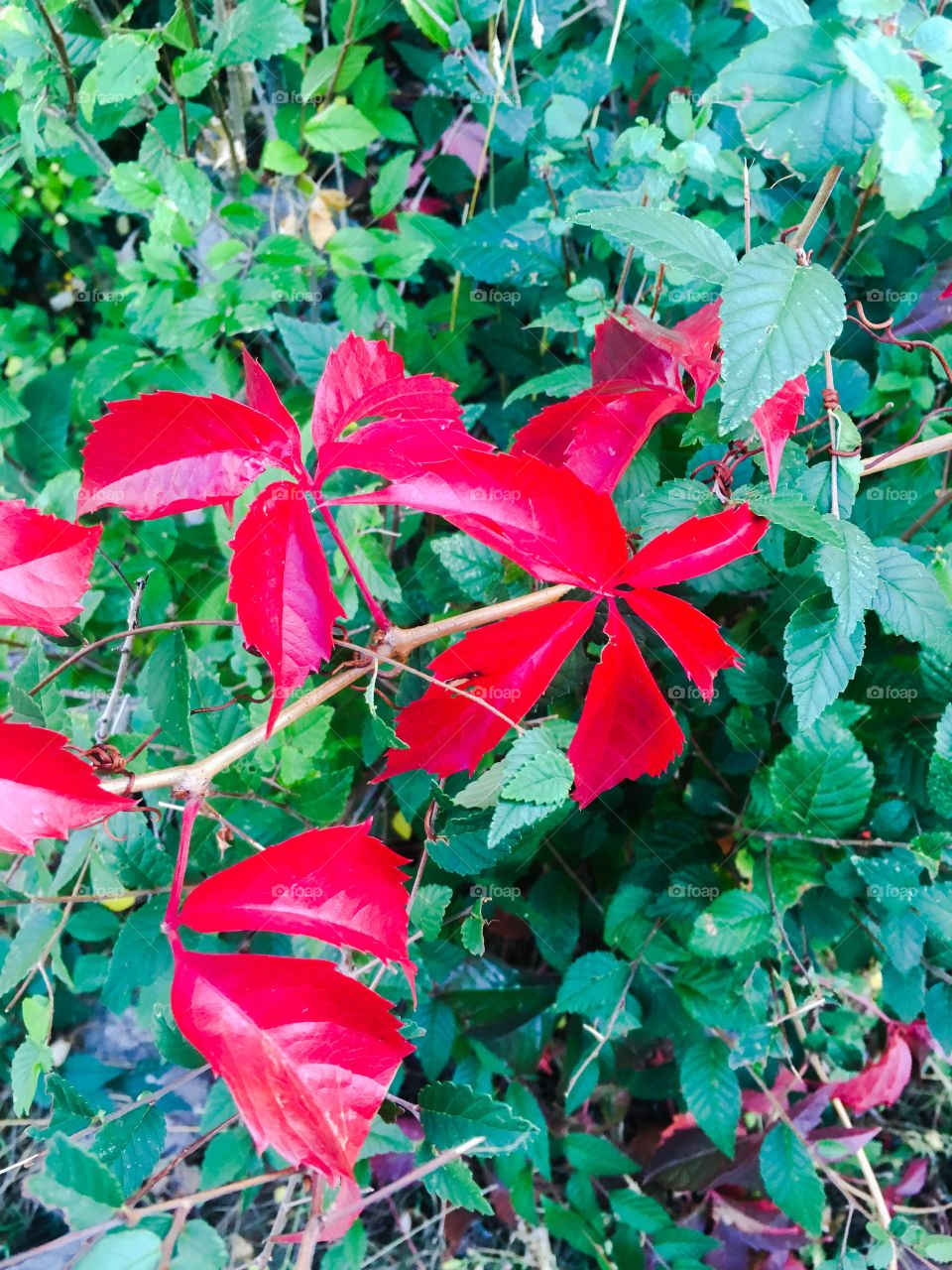 Red leaves