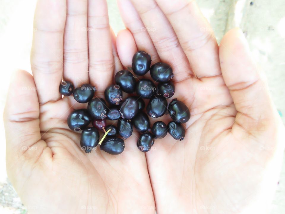 Bata thuba. fruits