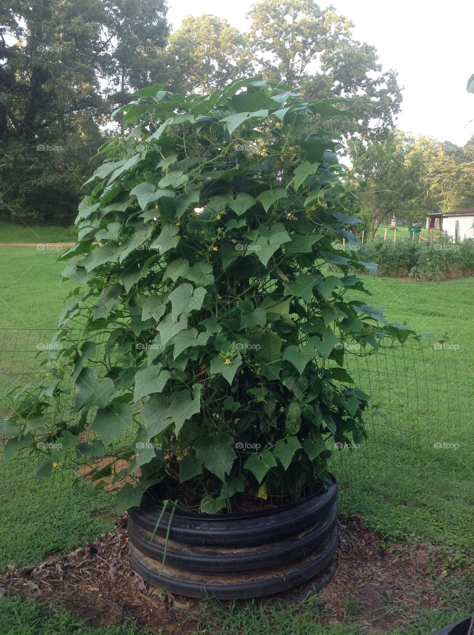 Big Cucumber Plant