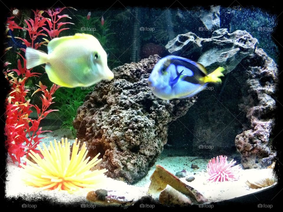 Saltwater colorful fish, Yellow Tang & Blue Hippo