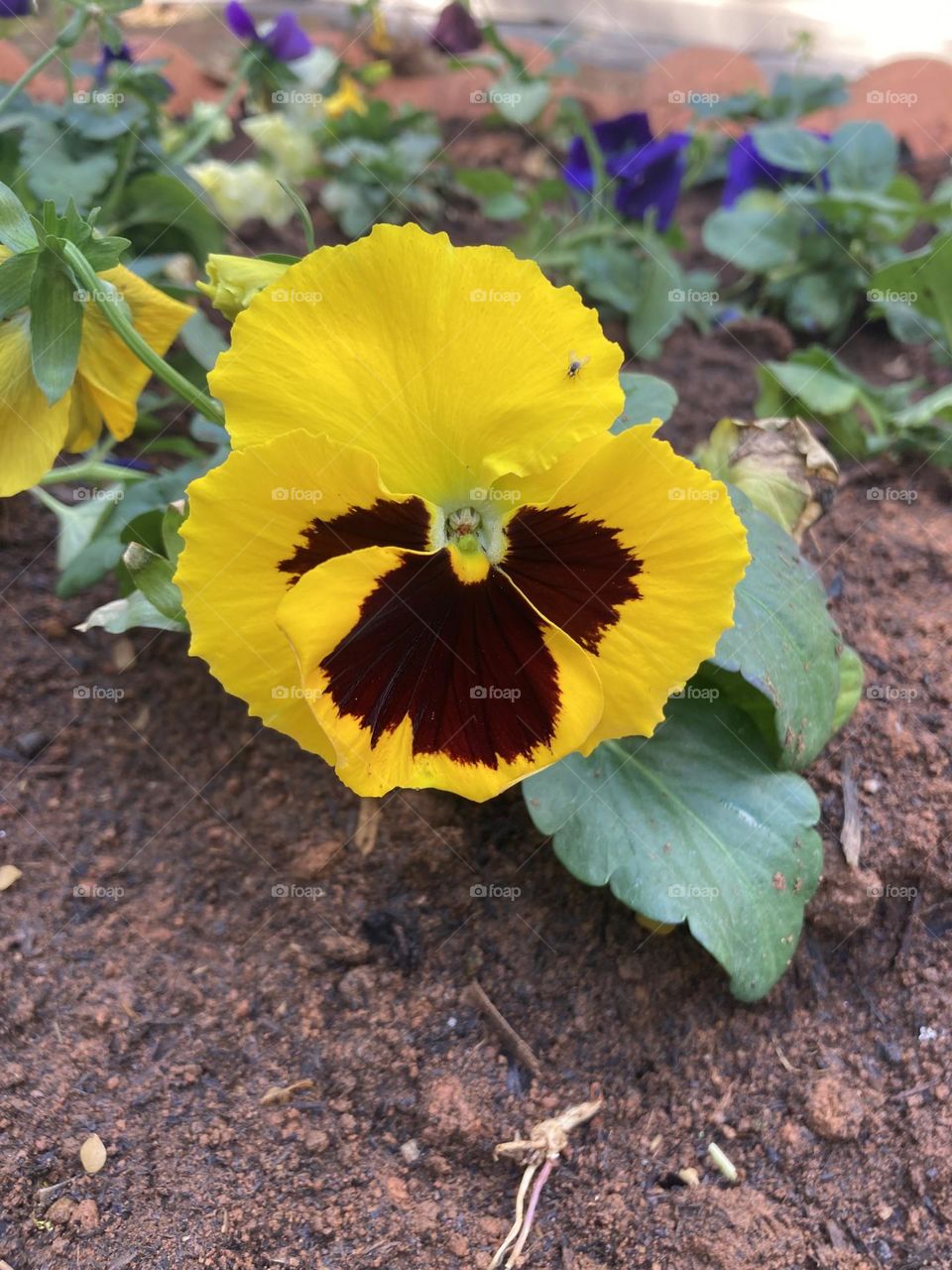 Yellow - 🇺🇸 Very beautiful flowers to brighten our day.  Live nature and its beauty. Did you like the delicate petals? / 🇧🇷 Flores muito bonitas para alegrar nosso dia. Viva a natureza e sua beleza. Gostaram das pétalas delicadas? 
