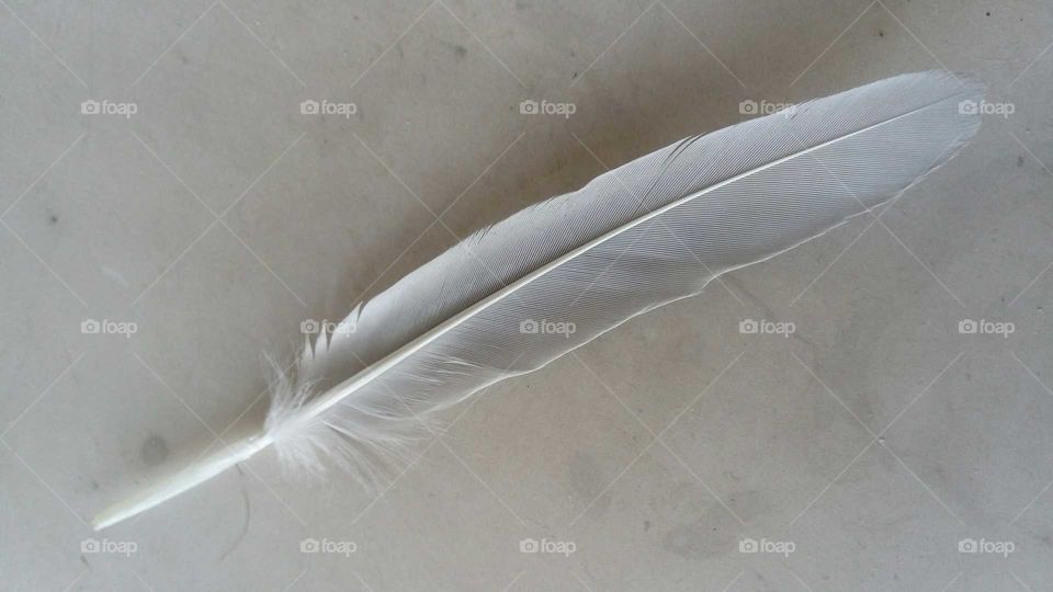 Bird's feathers