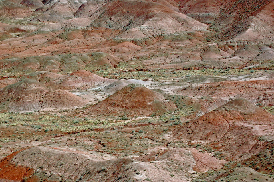 arizona forest petrified by refocusphoto