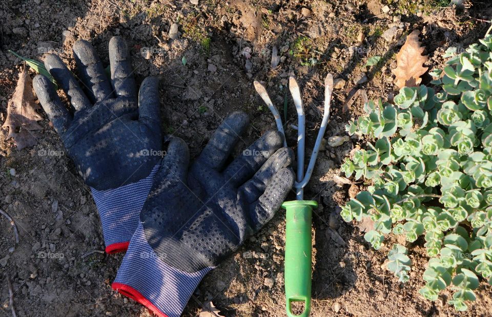 Plant Plants to Celebrate Earth Day