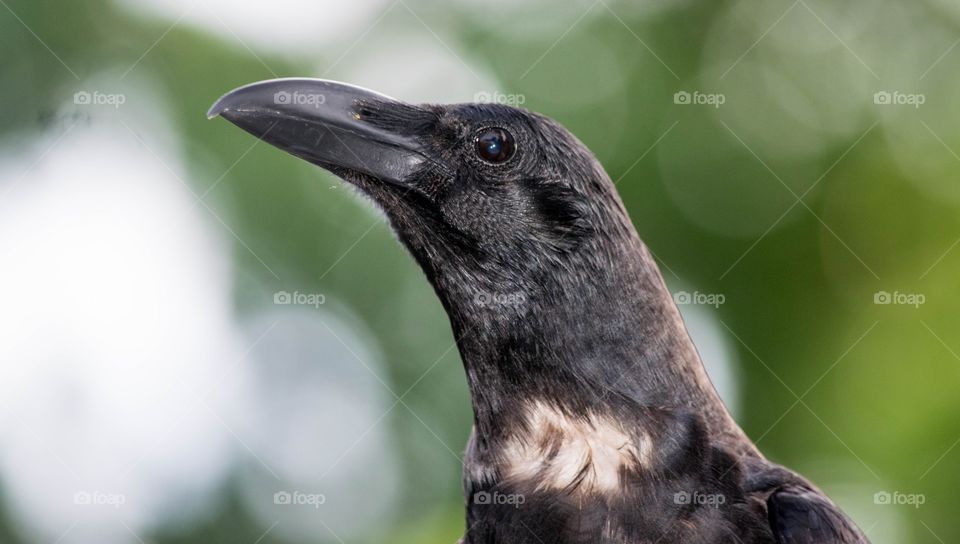 looking crow