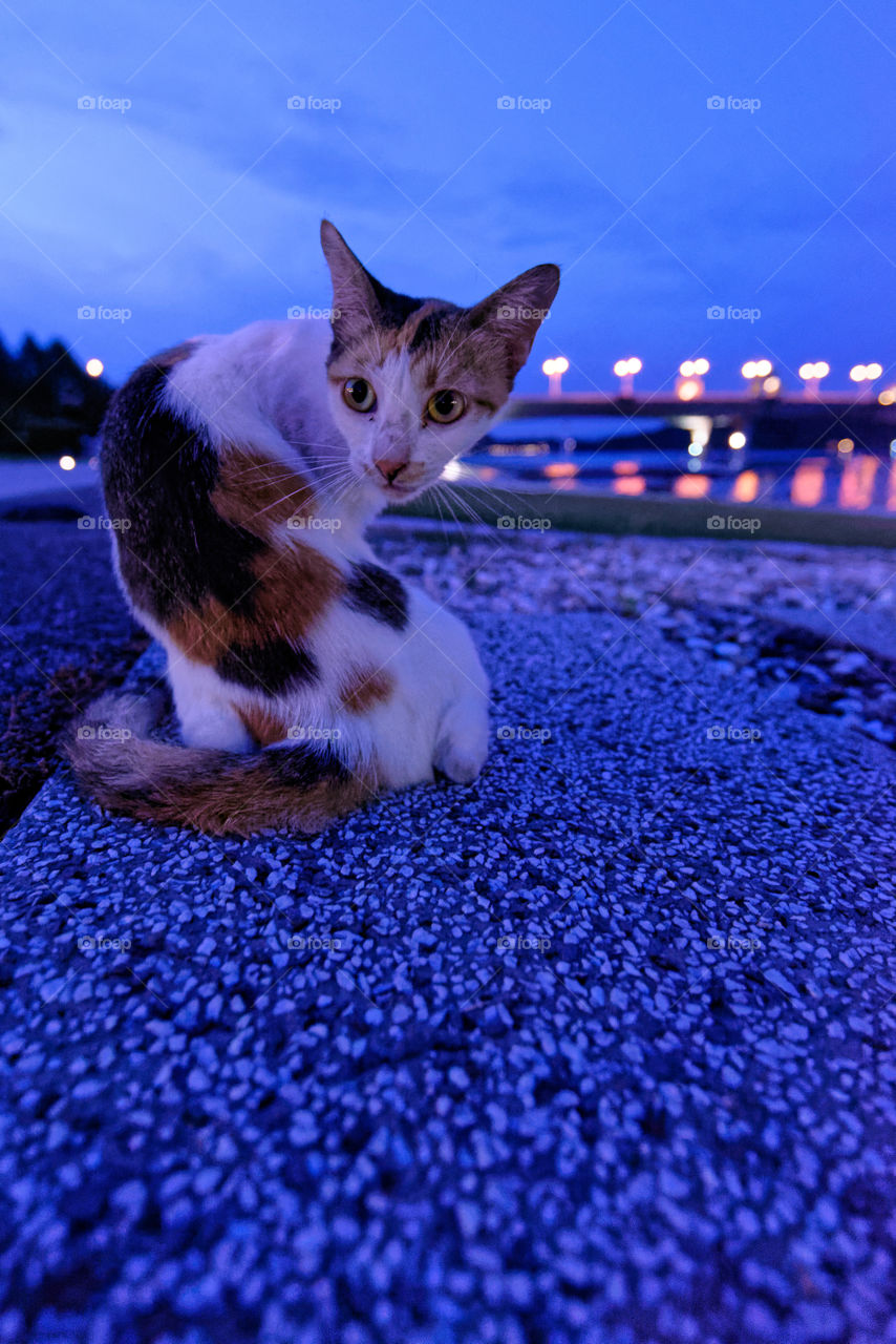 Curious kitten at blue hour by the lakeside
