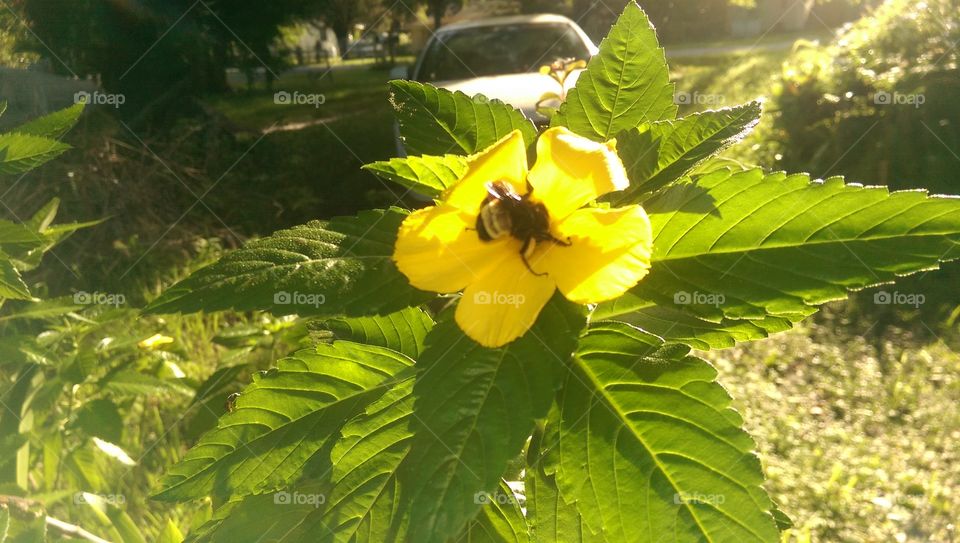 Flower bee. Took picture in my moms garden