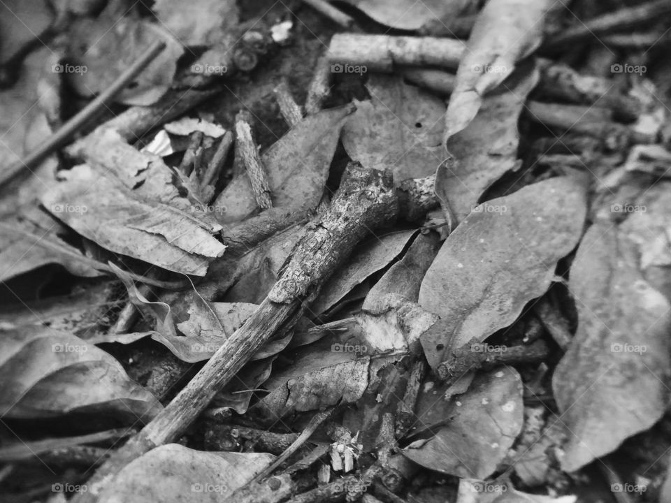 Dried leaves and twigs  BW