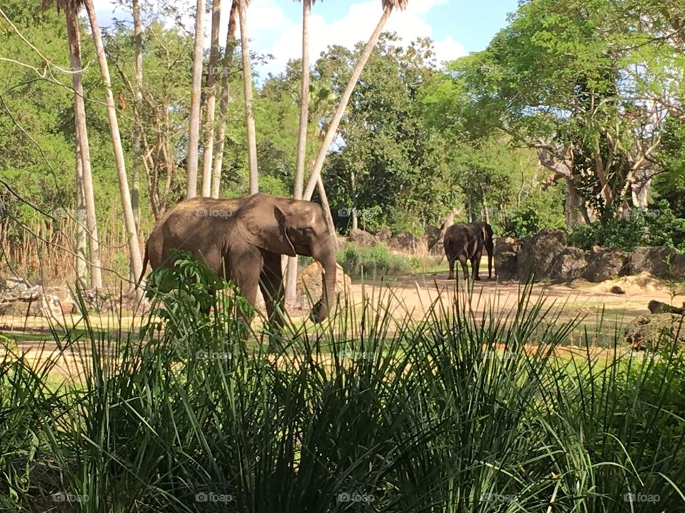 Um passeio com elefantes