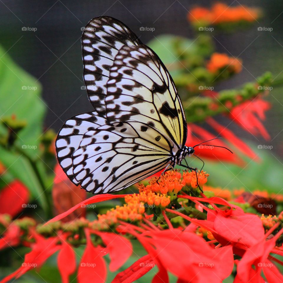 A butterfly stopping for a moment to take in the beauty that surrounds it 