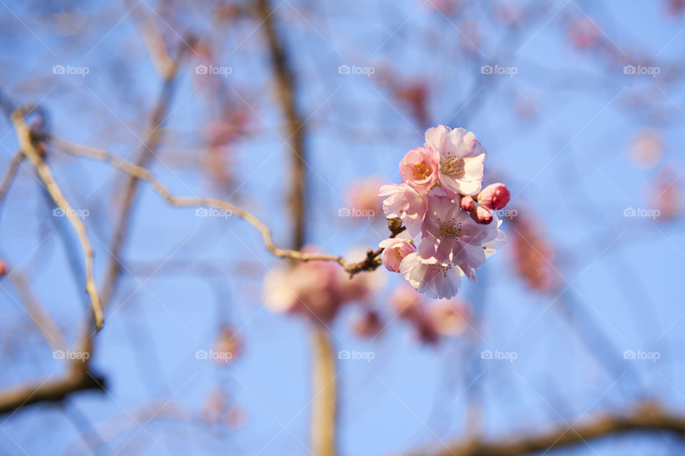 Sakura 