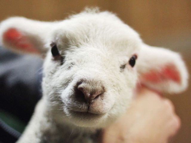 Lamb
