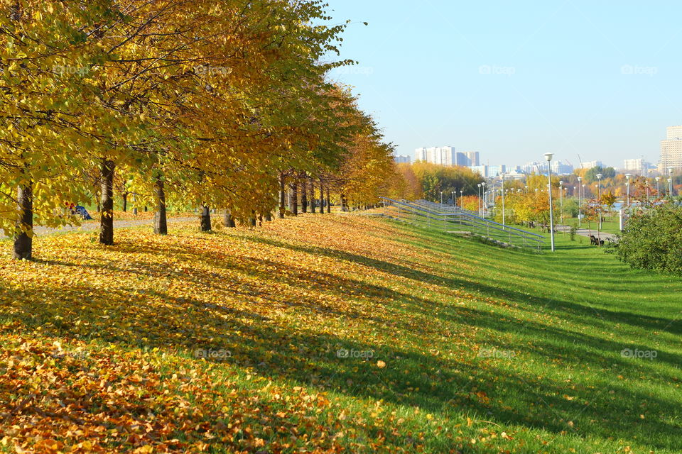 autumn trees shed yellow leaves on green grass. sunshine and long shadows