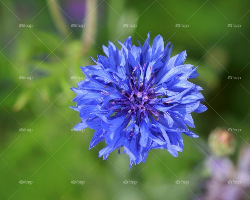 Cornflower from above