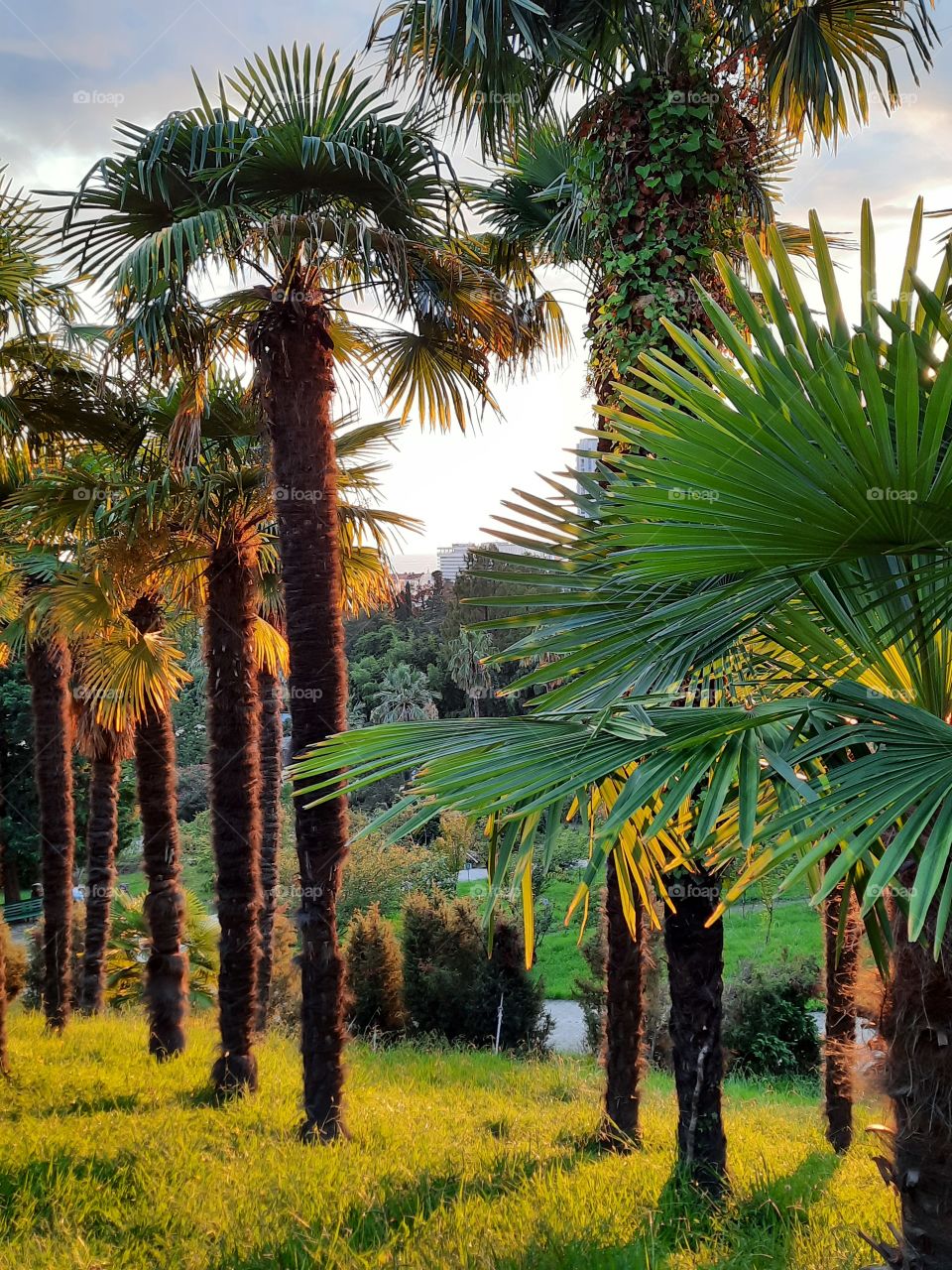 Palm trees in evening sun's gleam.