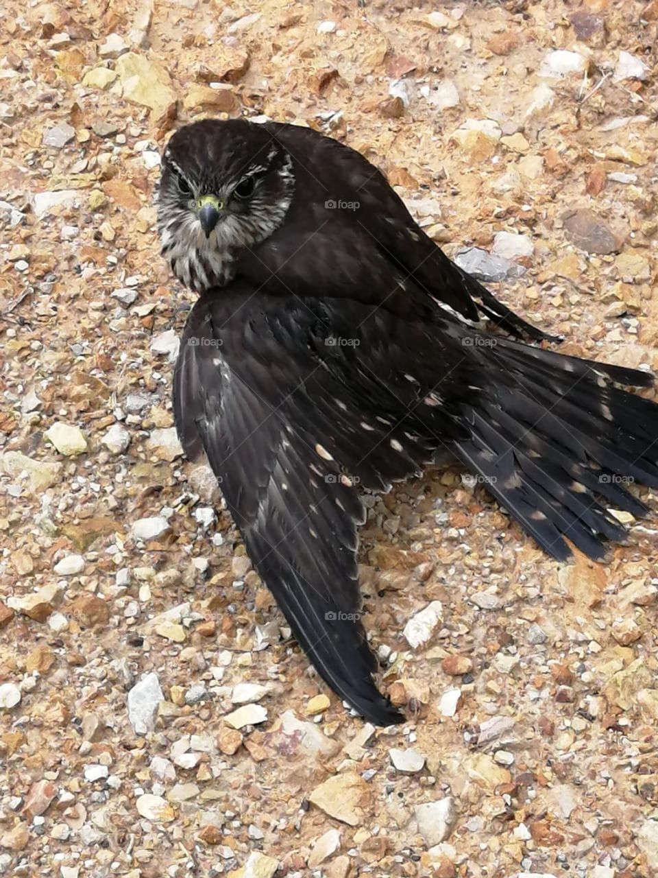 A bird at the forest 