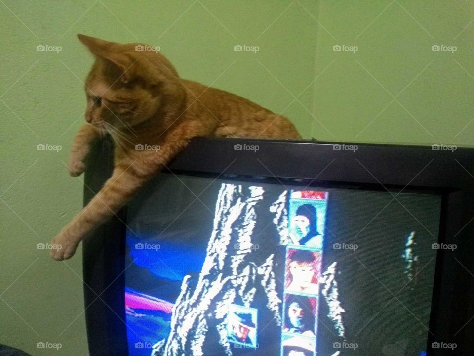 game cat