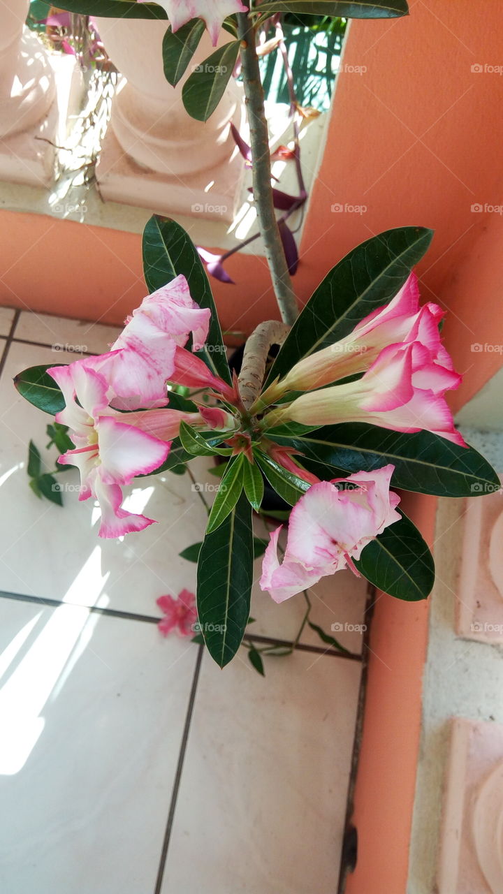 family of five roses