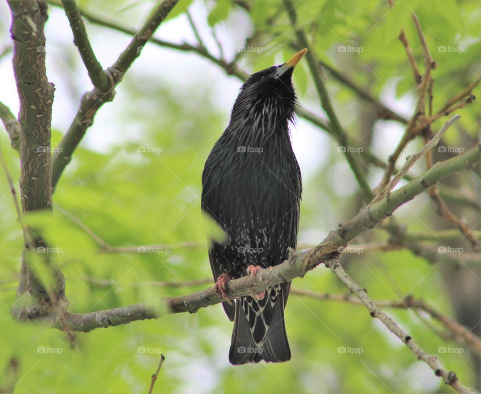 Starling craning neck to see on branch amid spring green foliage 