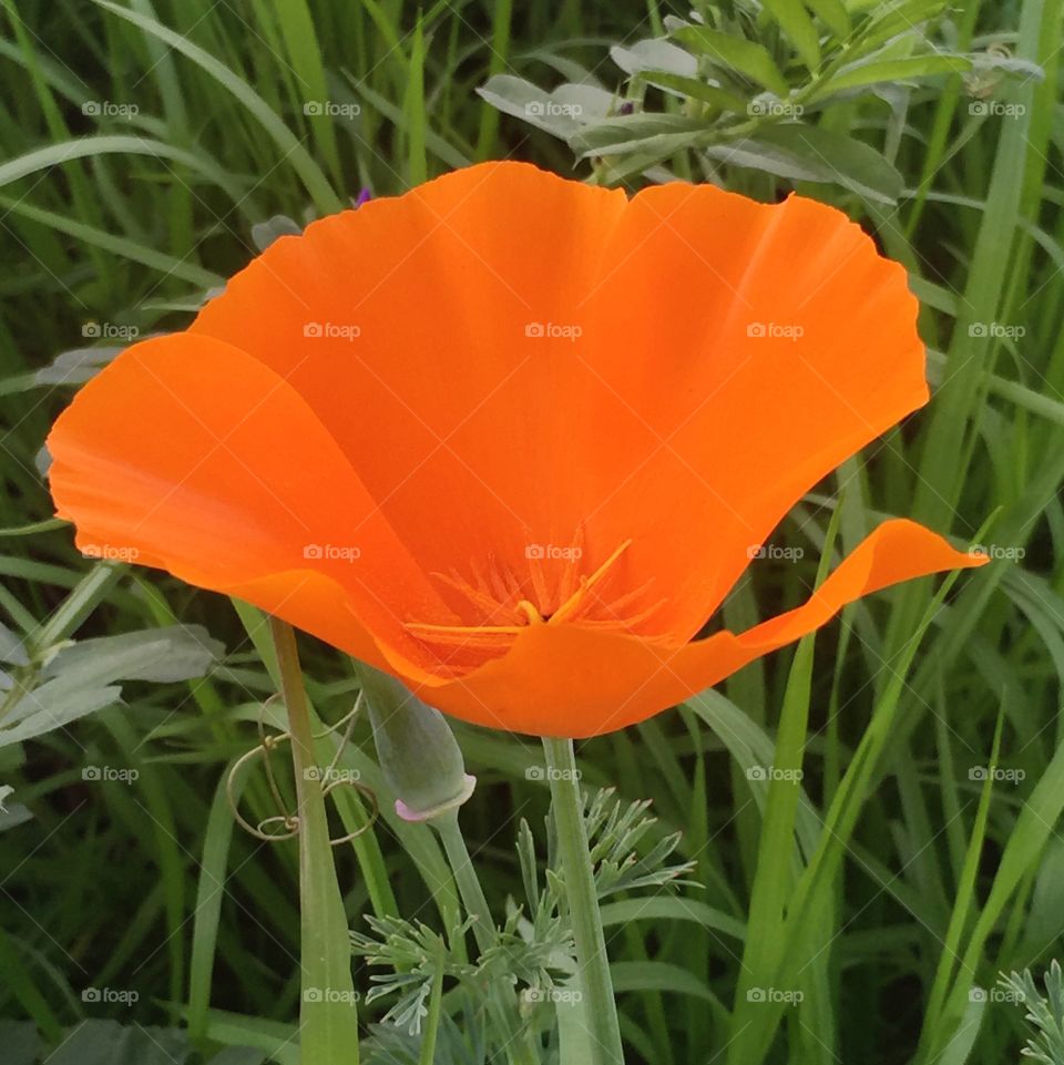 California poppy