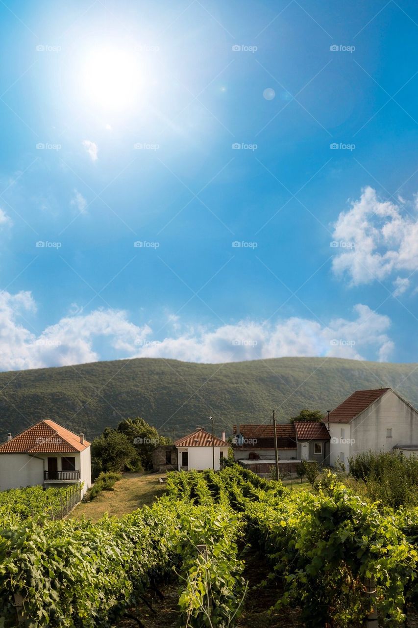 Wine yard in croatia