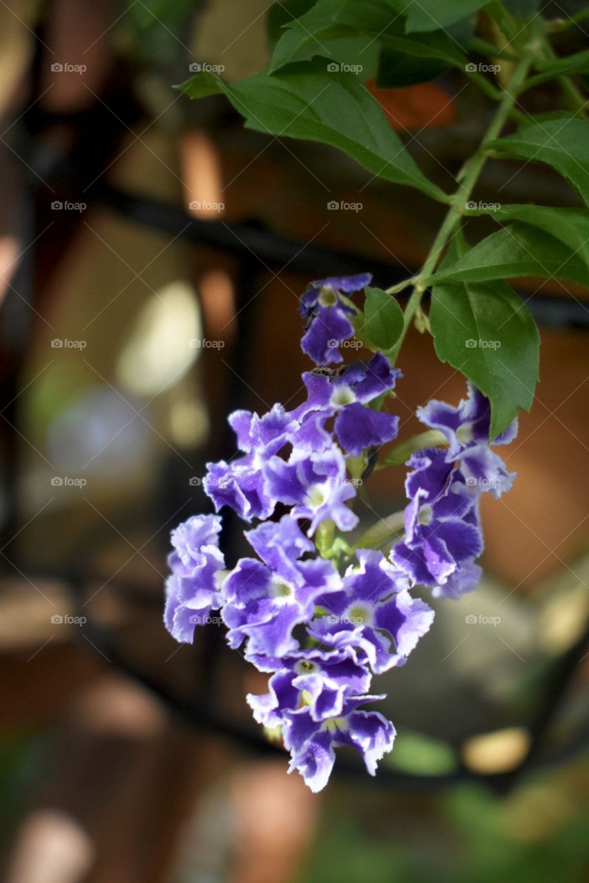 You don’t just have to stop and smell the roses, you can also stop and smell the lilacs. Oh, such wonderful sweet fragrance.
